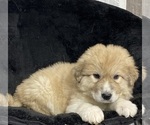 Small #4 Great Pyrenees