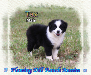 Miniature Australian Shepherd Puppy for Sale in FORESTBURG, Texas USA