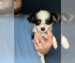 Small Photo #1 Australian Shepherd-Poodle (Toy) Mix Puppy For Sale in SPENCER, TN, USA