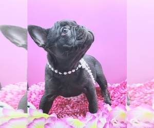 French Bulldog Puppy for sale in BOSTON, KY, USA