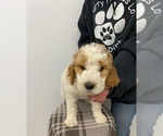 Small Photo #6 Poodle (Standard) Puppy For Sale in MOORES HILL, IN, USA