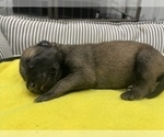 Small Photo #228 Belgian Malinois Puppy For Sale in REESEVILLE, WI, USA