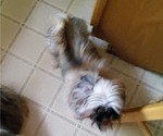 Small #3 Shih Tzu