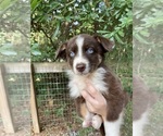Puppy Rocky Australian Shepherd