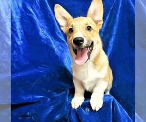 Pembroke Welsh Corgi Puppy for sale in NORWOOD, MO, USA