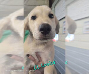Great Pyrenees-Unknown Mix Dogs for adoption in Foristell, MO, USA