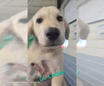 Small Great Pyrenees Mix