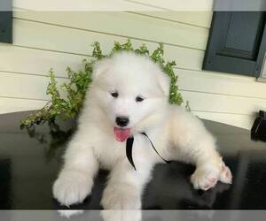 Samoyed Puppy for sale in GREEN, CA, USA