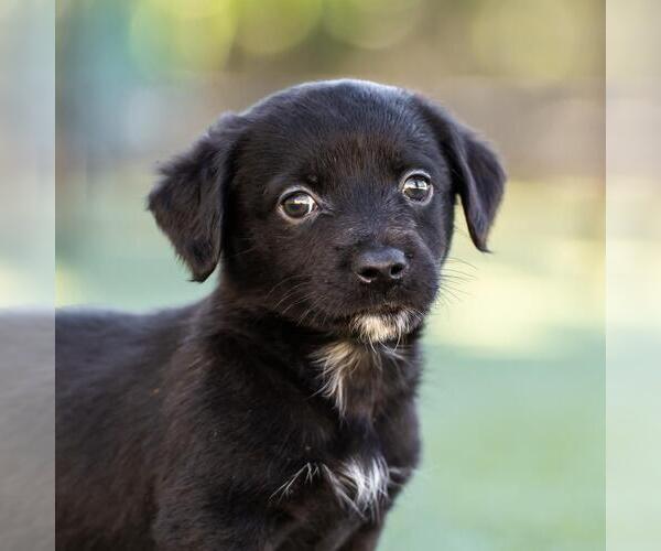 Medium Photo #1 Dachshund-Unknown Mix Puppy For Sale in San Diego, CA, USA
