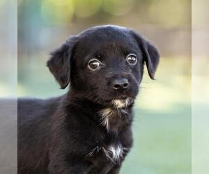 Dachshund-Unknown Mix Dogs for adoption in San Diego, CA, USA
