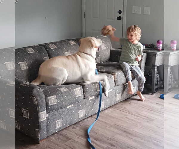 Medium Photo #10 Great Pyrenees-Unknown Mix Puppy For Sale in Houston, TX, USA