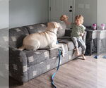 Small #9 Great Pyrenees Mix
