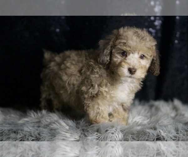 Medium Photo #1 Poodle (Toy) Puppy For Sale in WARSAW, IN, USA