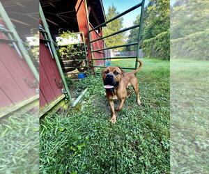 Mutt Dogs for adoption in Glen Allen, VA, USA