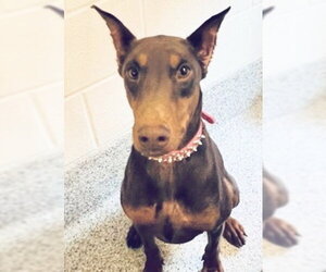 Doberman Pinscher Dogs for adoption in Houston, TX, USA
