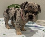 Small #1 French Bulldog