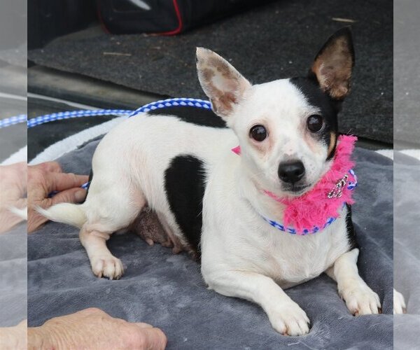Medium Photo #1 Chiweenie Puppy For Sale in Bandera, TX, USA