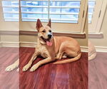 Small #4 Akita Mix
