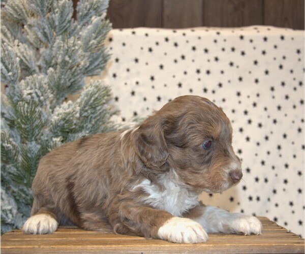 Medium Photo #26 Aussiedoodle Miniature  Puppy For Sale in NEWBERRY, IN, USA