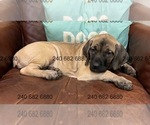 Small #4 Cane Corso