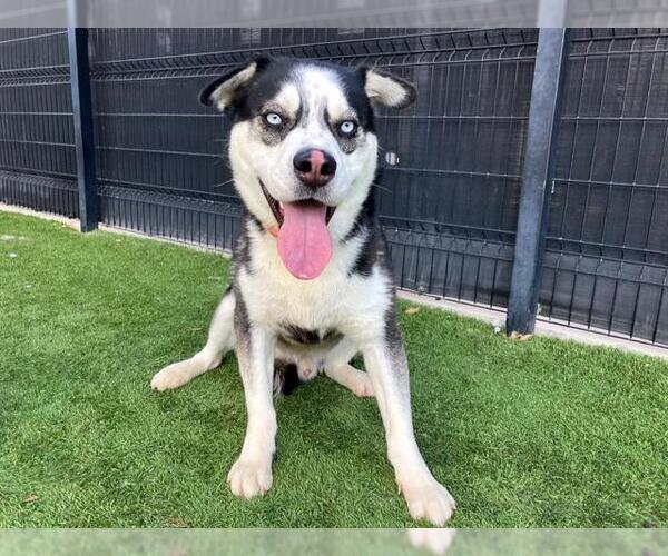 Medium Photo #1 Siberian Husky-Unknown Mix Puppy For Sale in Orange, CA, USA