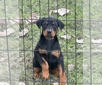 Small #5 Doberman Pinscher