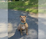 Small #7 American Bulldog Mix