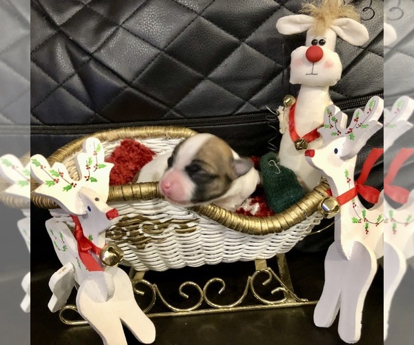 Medium Photo #5 Chihuahua Puppy For Sale in SHERMAN, TX, USA