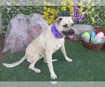 Small Black Mouth Cur