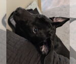 Small #5 Labrador Retriever Mix