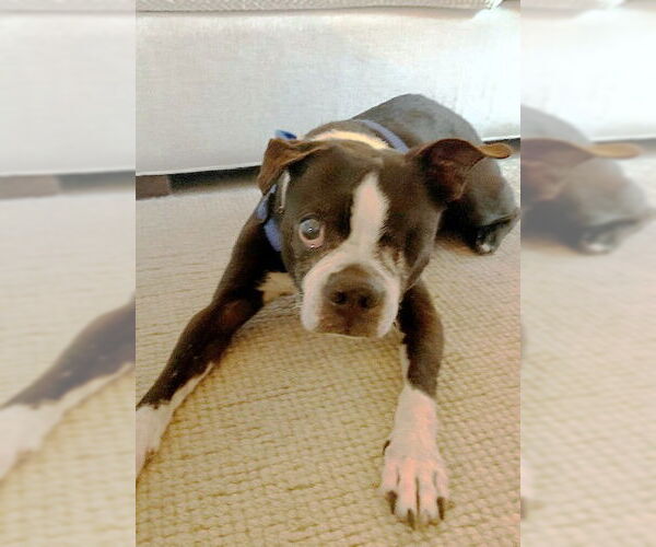 Medium Photo #4 Boston Terrier Puppy For Sale in Huntington Beach, CA, USA