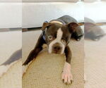Small #3 Boston Terrier