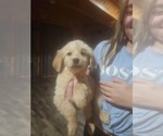 Puppy Female 2 Golden Retriever