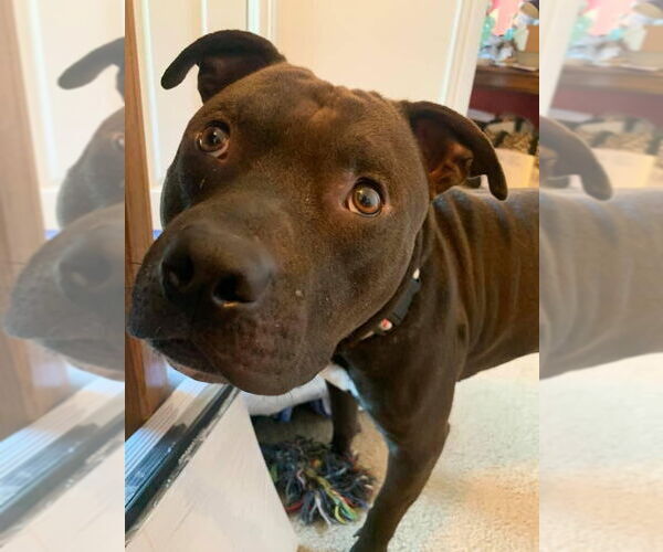 Medium Photo #7 American Pit Bull Terrier-Unknown Mix Puppy For Sale in Germantown, OH, USA