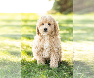 Poodle (Miniature) Puppy for sale in SHIPSHEWANA, IN, USA
