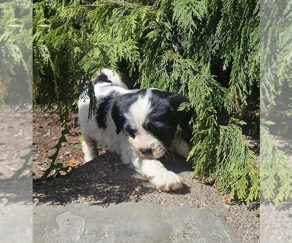 Medium Photo #8 Tibetan Terrier Puppy For Sale in WATERLOO, NY, USA