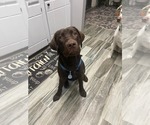 Small #13 Labrador Retriever