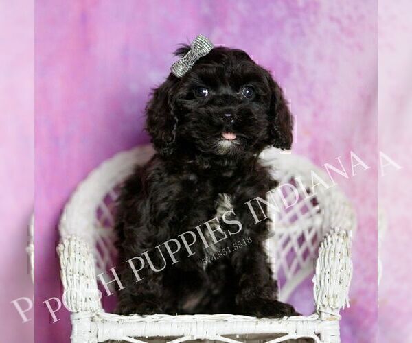 Medium Photo #5 Cavapoo (Miniature) Puppy For Sale in WARSAW, IN, USA