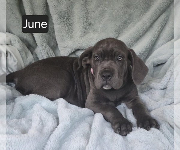 Medium Photo #1 Cane Corso Puppy For Sale in MINERAL WELLS, WV, USA