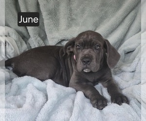 Cane Corso Puppy for sale in MINERAL WELLS, WV, USA