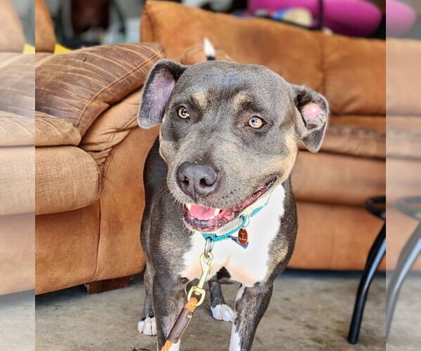 Medium Photo #24 American Pit Bull Terrier Puppy For Sale in Fargo, ND, USA