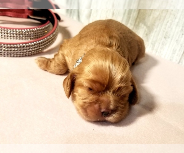 Medium Photo #4 Cocker Spaniel Puppy For Sale in TERRY, MS, USA