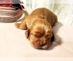 Small Photo #4 Cocker Spaniel Puppy For Sale in TERRY, MS, USA