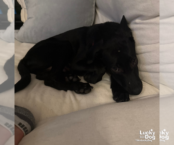 Medium Photo #13 Labrador Retriever-Unknown Mix Puppy For Sale in Washington, DC, USA