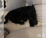 Small #12 Labrador Retriever Mix