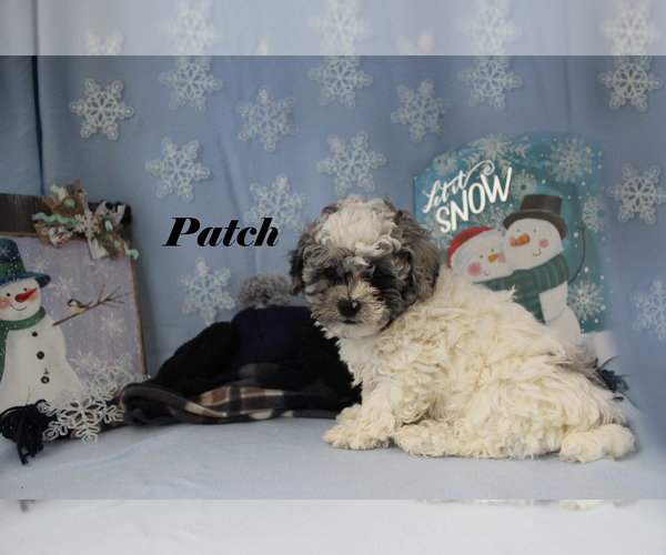 Medium Photo #17 Poodle (Toy) Puppy For Sale in CHANUTE, KS, USA