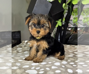 Yorkshire Terrier Puppy for Sale in FRANKLIN, Indiana USA