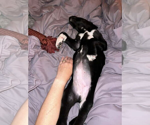 Medium Photo #4 Anatolian Shepherd-Great Dane Mix Puppy For Sale in Dallas, TX, USA