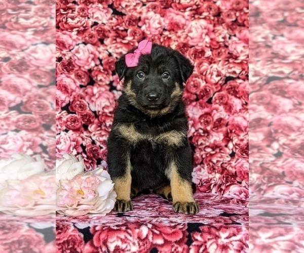 Medium Photo #3 German Shepherd Dog Puppy For Sale in CHRISTIANA, PA, USA