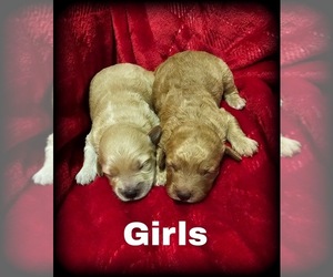 Goldendoodle (Miniature) Puppy for sale in MULBERRY, FL, USA